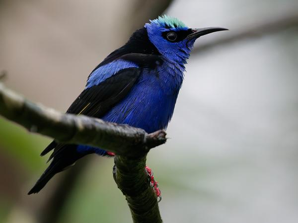 <h3><a href="/trips/costa-rica/biota/animalia/chordata/aves/040 passeriformes/127 thraupidae/cyanerpes cyaneus/cyanerpes cyaneus-nl.html">Cyanerpes&nbsp;cyaneus</a> / Red‑legged&nbsp;honeycreeper / Blauwe&nbsp;suikervogel</h3>OM-1 Mark II met OLYMPUS M.150-400mm F4.5, 1/2000 sec  bij F4.5, ISO 10000, afstand 5.71&nbsp;m